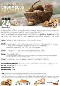 Apanha de Cogumelos Silvestres