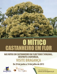 Rotas do Castanheiros em Flor - Bragança